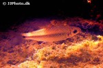 cyphocharax spilurus cyphocharax spilurus