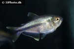 dectobrycon armeniacus dectobrycon armeniacus