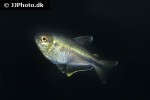 dectobrycon armeniacus dectobrycon armeniacus