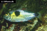 exodon paradoxus exodon paradoxus