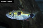 exodon paradoxus exodon paradoxus