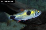 exodon paradoxus exodon paradoxus