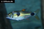 exodon paradoxus exodon paradoxus