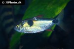 exodon paradoxus exodon paradoxus