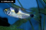 exodon paradoxus exodon paradoxus