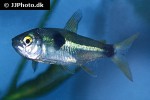 exodon paradoxus exodon paradoxus