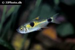 exodon paradoxus exodon paradoxus