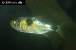 exodon paradoxus exodon paradoxus