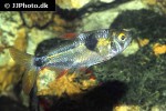 exodon paradoxus exodon paradoxus