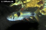exodon paradoxus exodon paradoxus