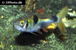 exodon paradoxus exodon paradoxus
