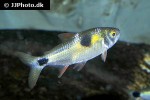 exodon paradoxus exodon paradoxus