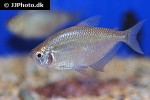 gymnocorymbus bondi gymnocorymbus bondi