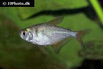 gymnocorymbus socolofi gymnocorymbus socolofi