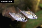 gymnocorymbus socolofi gymnocorymbus socolofi