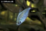 gymnocorymbus socolofi gymnocorymbus socolofi