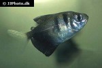 gymnocorymbus ternetzi gymnocorymbus ternetzi