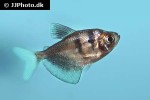 gymnocorymbus ternetzi gymnocorymbus ternetzi
