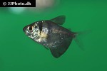 gymnocorymbus ternetzi gymnocorymbus ternetzi