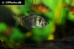 gymnocorymbus ternetzi gymnocorymbus ternetzi
