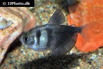 gymnocorymbus ternetzi gymnocorymbus ternetzi