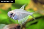gymnocorymbus ternetzi albino gymnocorymbus ternetzi albino