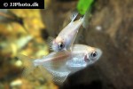 gymnocorymbus ternetzi albino gymnocorymbus ternetzi albino