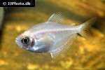 gymnocorymbus ternetzi albino gymnocorymbus ternetzi albino