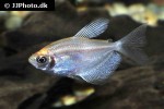 gymnocorymbus ternetzi albino gymnocorymbus ternetzi albino
