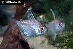 gymnocorymbus ternetzi albino gymnocorymbus ternetzi albino