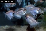 gymnocorymbus ternetzi albino gymnocorymbus ternetzi albino