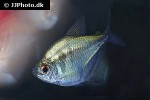 gymnocorymbus thayeri gymnocorymbus thayeri