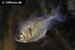 gymnocorymbus thayeri gymnocorymbus thayeri