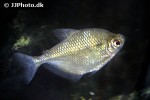 gymnocorymbus thayeri gymnocorymbus thayeri