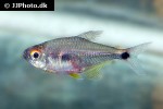 hemigrammus aguaruna hemigrammus aguaruna