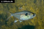 hemigrammus arua hemigrammus arua