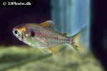 hemigrammus arua hemigrammus arua