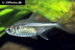 hemigrammus barrigonae hemigrammus barrigonae
