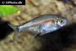 hemigrammus barrigonae hemigrammus barrigonae