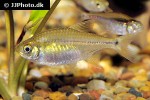 hemigrammus barrigonae hemigrammus barrigonae