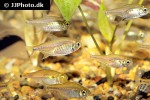 hemigrammus barrigonae hemigrammus barrigonae