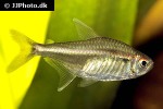 hemigrammus barrigonae hemigrammus barrigonae
