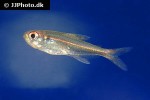 hemigrammus bellottii hemigrammus bellottii