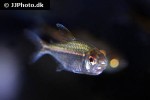 hemigrammus bellottii hemigrammus bellottii