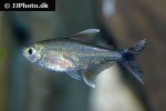 hemigrammus cf rodwayi hemigrammus cf rodwayi