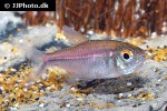 hemigrammus coeruleus hemigrammus coeruleus