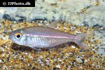 hemigrammus coeruleus hemigrammus coeruleus