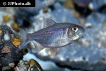 hemigrammus coeruleus hemigrammus coeruleus