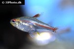 hemigrammus erythrozonus hemigrammus erythrozonus