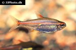hemigrammus erythrozonus hemigrammus erythrozonus
